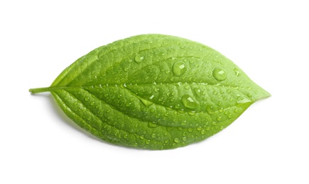 Green leaf with dew on white background