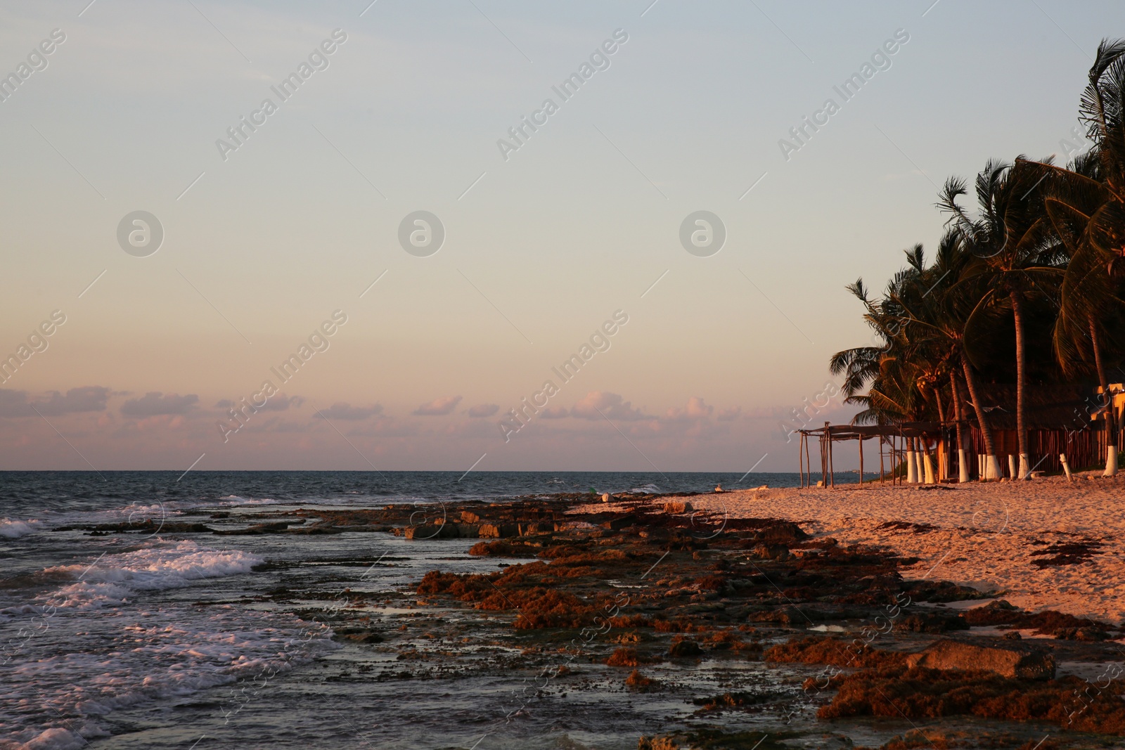 Photo of Picturesque view of sea and tropical palms under sky lit by sunset