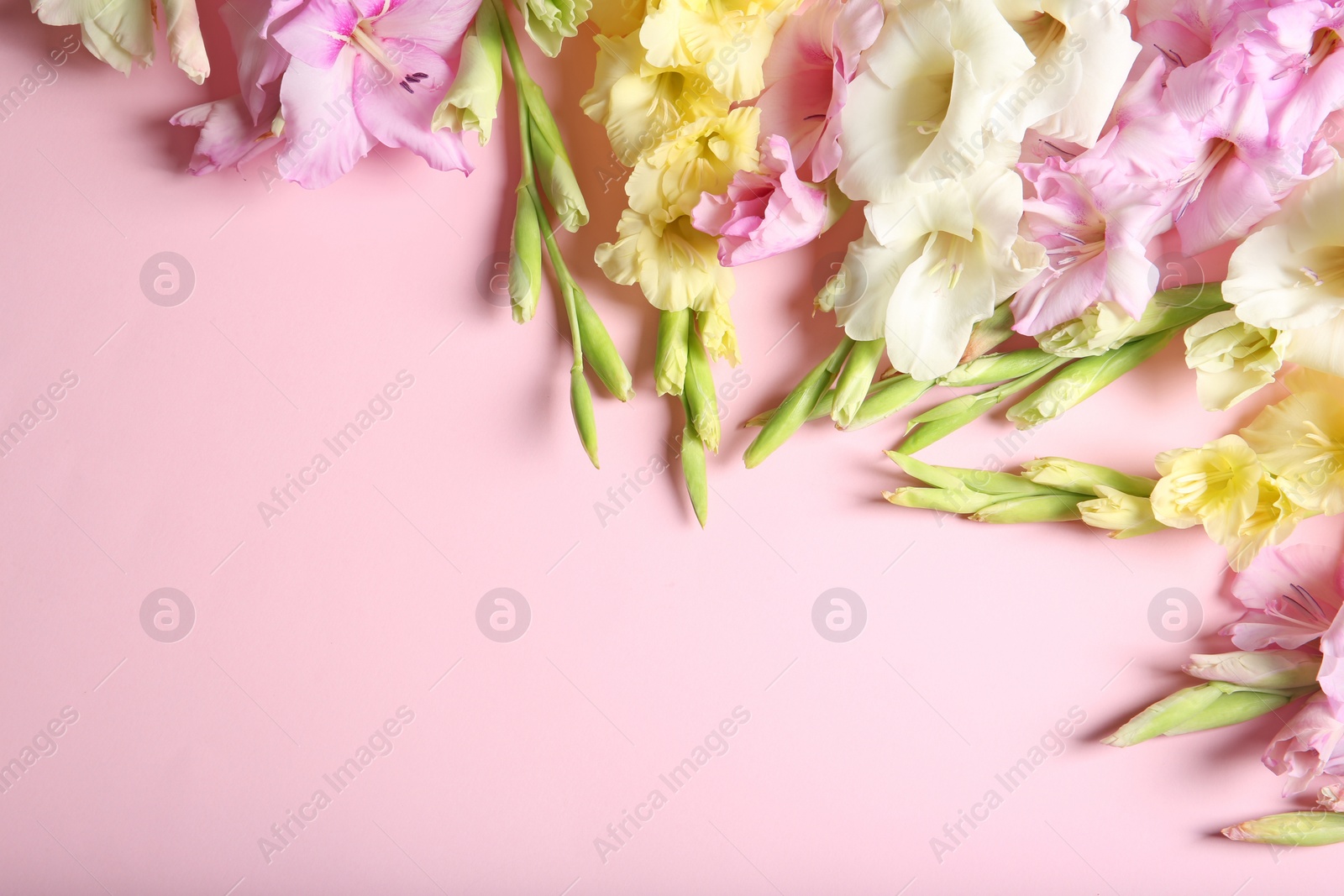 Photo of Flat lay composition with beautiful gladiolus flowers on color background