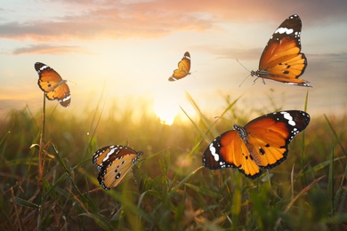 Image of Green field with beautiful butterflies lit by morning sun