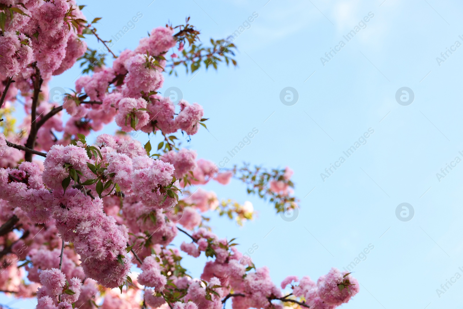 Photo of Beautiful blossoming sakura tree with pink flowers against blue sky, space for text. Spring season