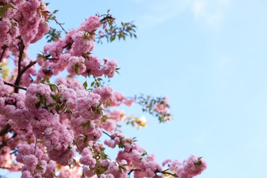 Beautiful blossoming sakura tree with pink flowers against blue sky, space for text. Spring season