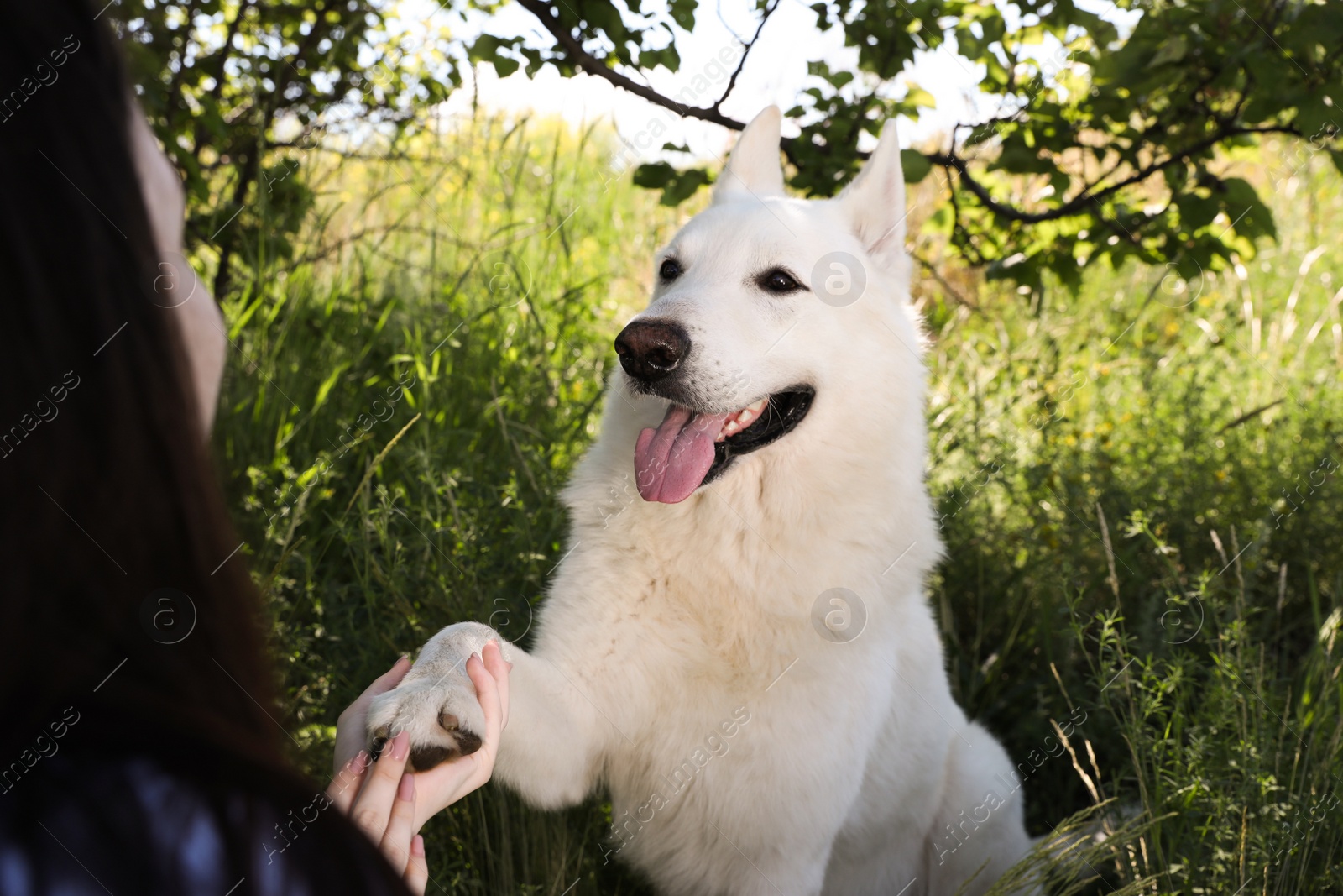 Photo of Young woman with her white Swiss Shepherd dog in park, closeup