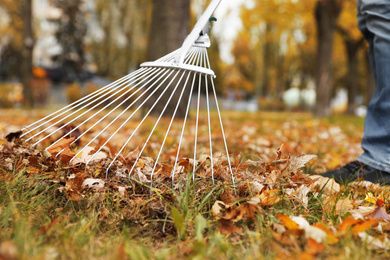 Photo of Person raking dry leaves outdoors on autumn day, closeup