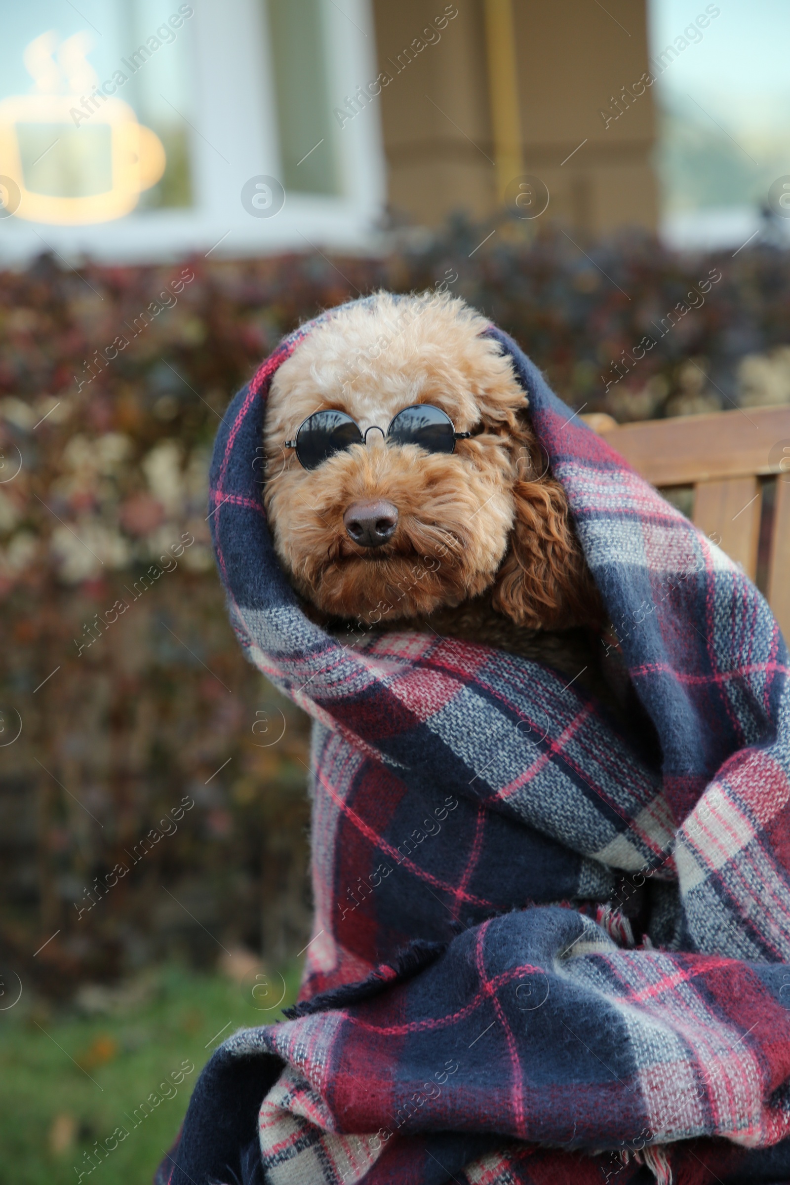 Photo of Cute fluffy dog with sunglasses wrapped in blanket outdoors