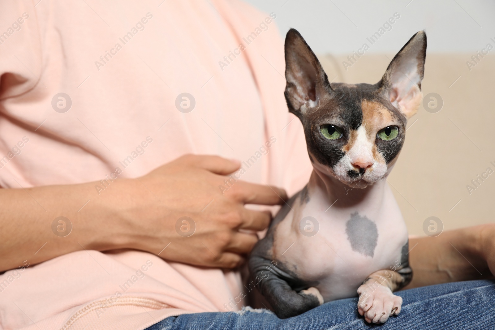 Photo of Cute sphynx cat with owner indoors, closeup. Friendly pet