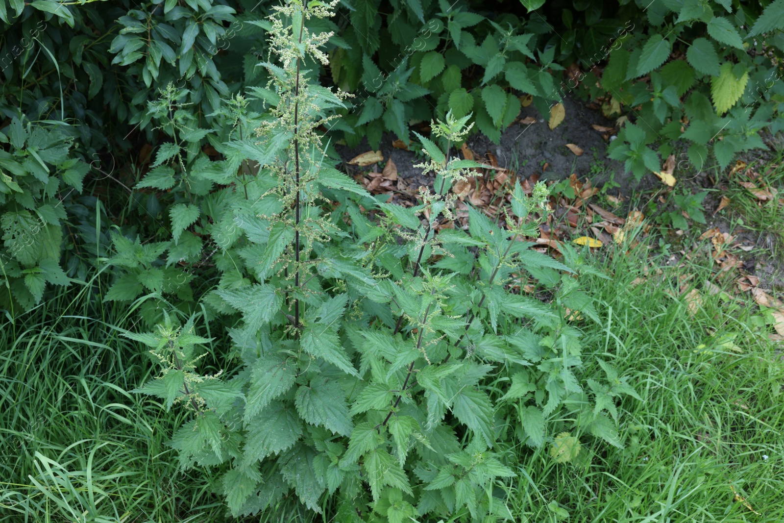 Photo of Stinging nettle plant with green leaves growing outdoors