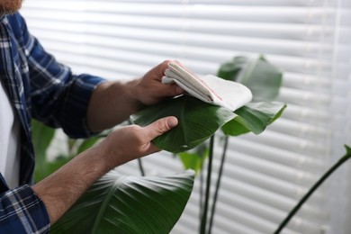 Man wiping leaves of beautiful potted houseplants with cloth indoors, closeup