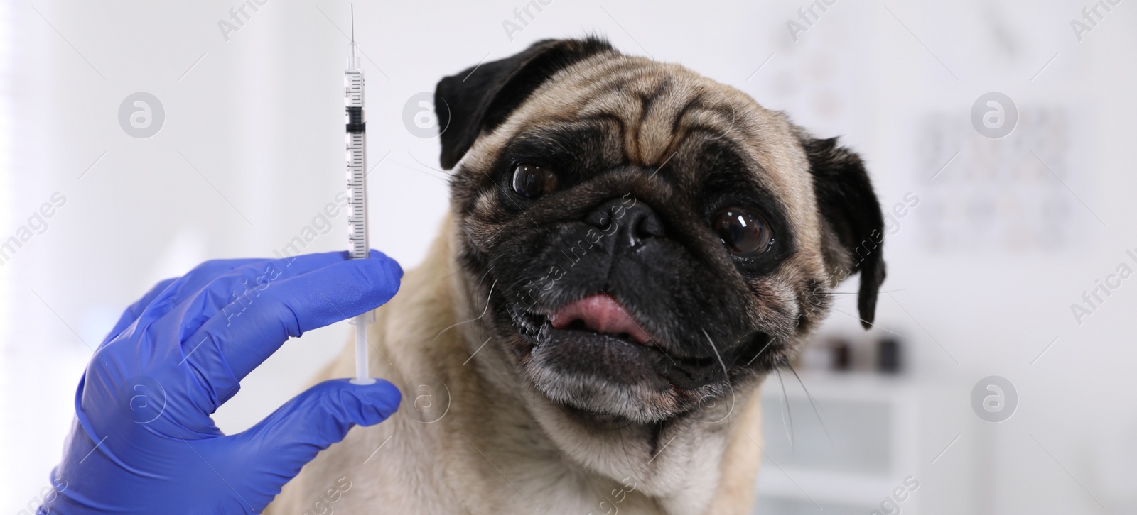 Image of Professional holding syringe with vaccine near cute pug dog in clinic, closeup. Banner design