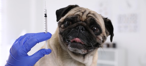 Image of Professional holding syringe with vaccine near cute pug dog in clinic, closeup. Banner design