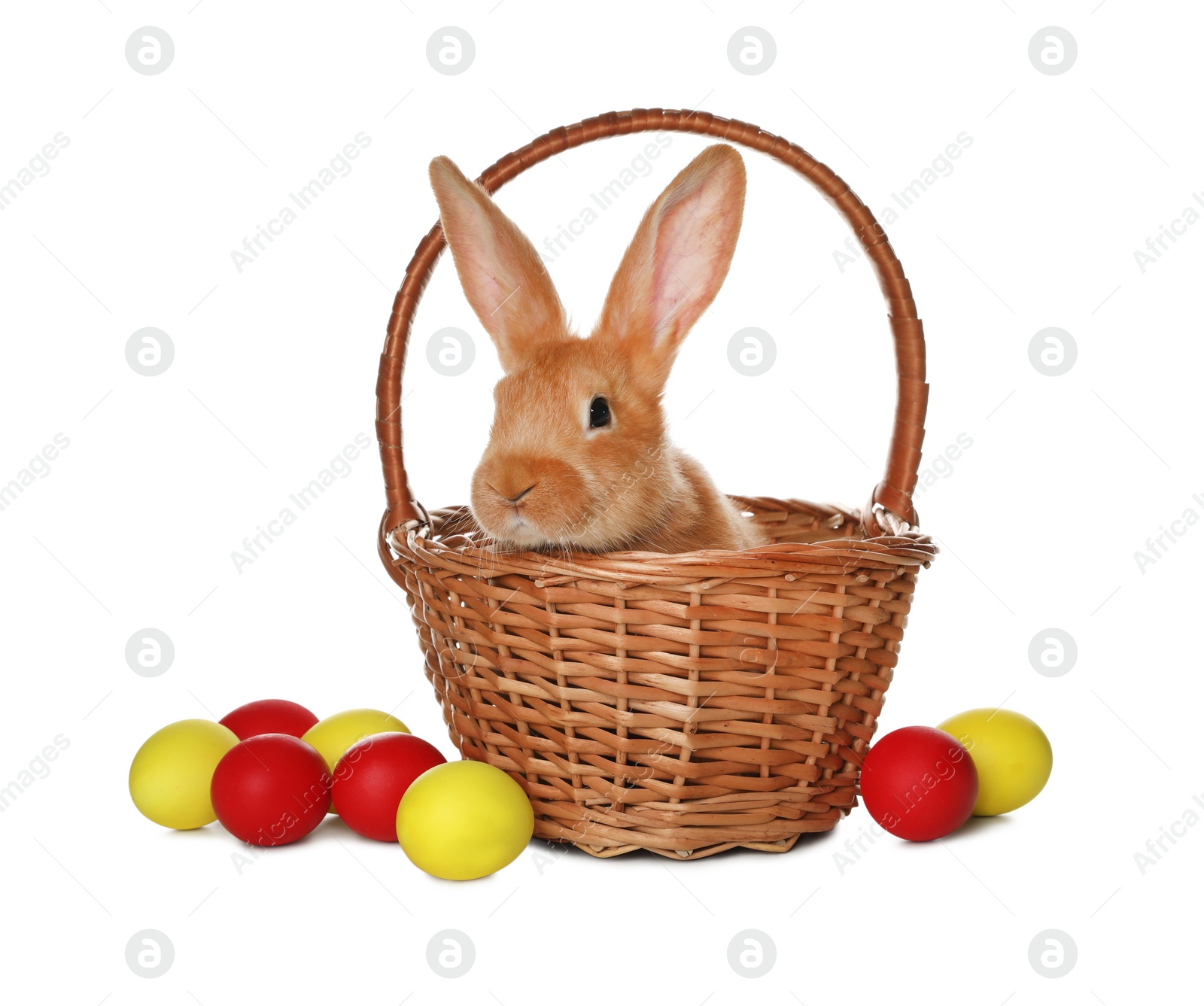 Photo of Adorable furry Easter bunny in wicker basket and dyed eggs on white background