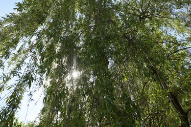 Beautiful willow tree with green leaves growing outdoors on sunny day, low angle view
