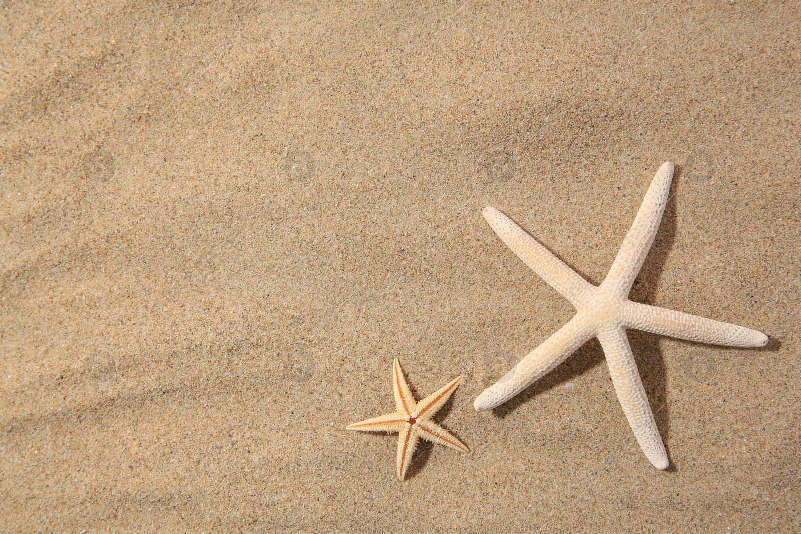 Photo of Beautiful sea stars on sand, flat lay. Space for text