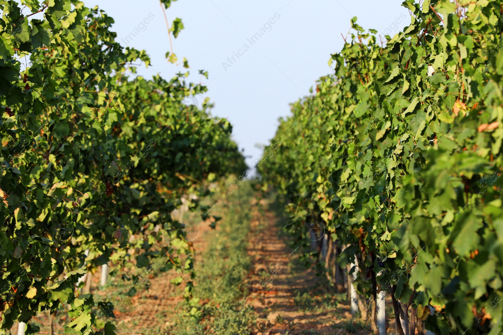 Photo of Beautiful view of vineyard on sunny day