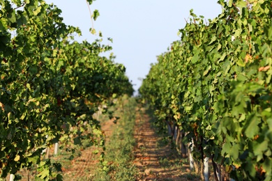 Photo of Beautiful view of vineyard on sunny day