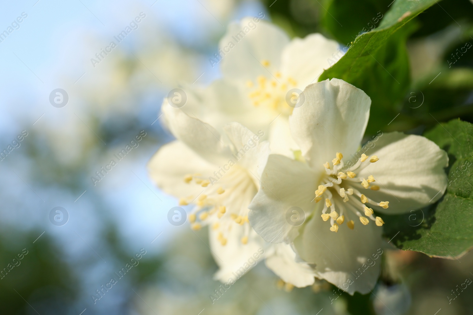 Photo of Beautiful blooming white jasmine shrub outdoors, closeup. Space for text