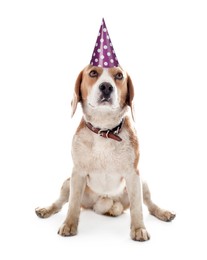 Image of Cute dog with party hat on white background