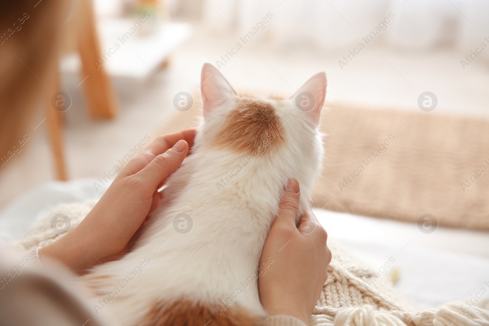 Photo of Woman with cute fluffy cat indoors, closeup