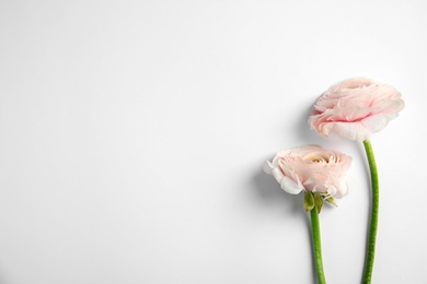 Beautiful ranunculus flowers on white background, top view