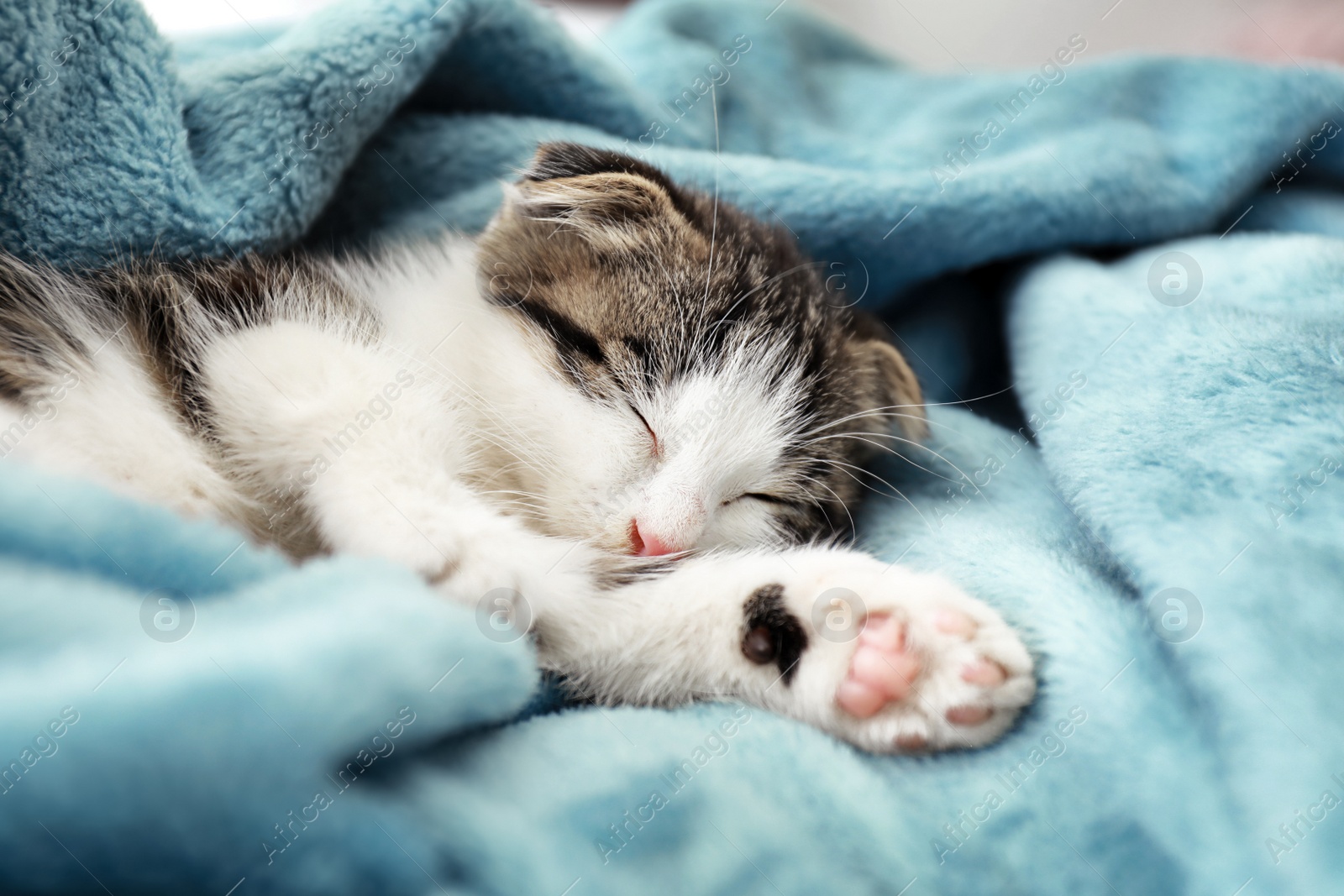 Photo of Adorable little kitten sleeping on soft plaid