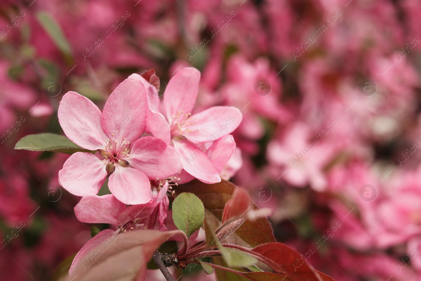 Photo of Closeup view of beautiful blossoming apple tree outdoors on spring day