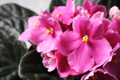 Photo of Beautiful violet flowers, closeup. Plant for house decor