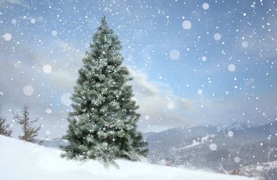 Image of Beautiful Christmas tree outdoors, space for text. Bokeh effect