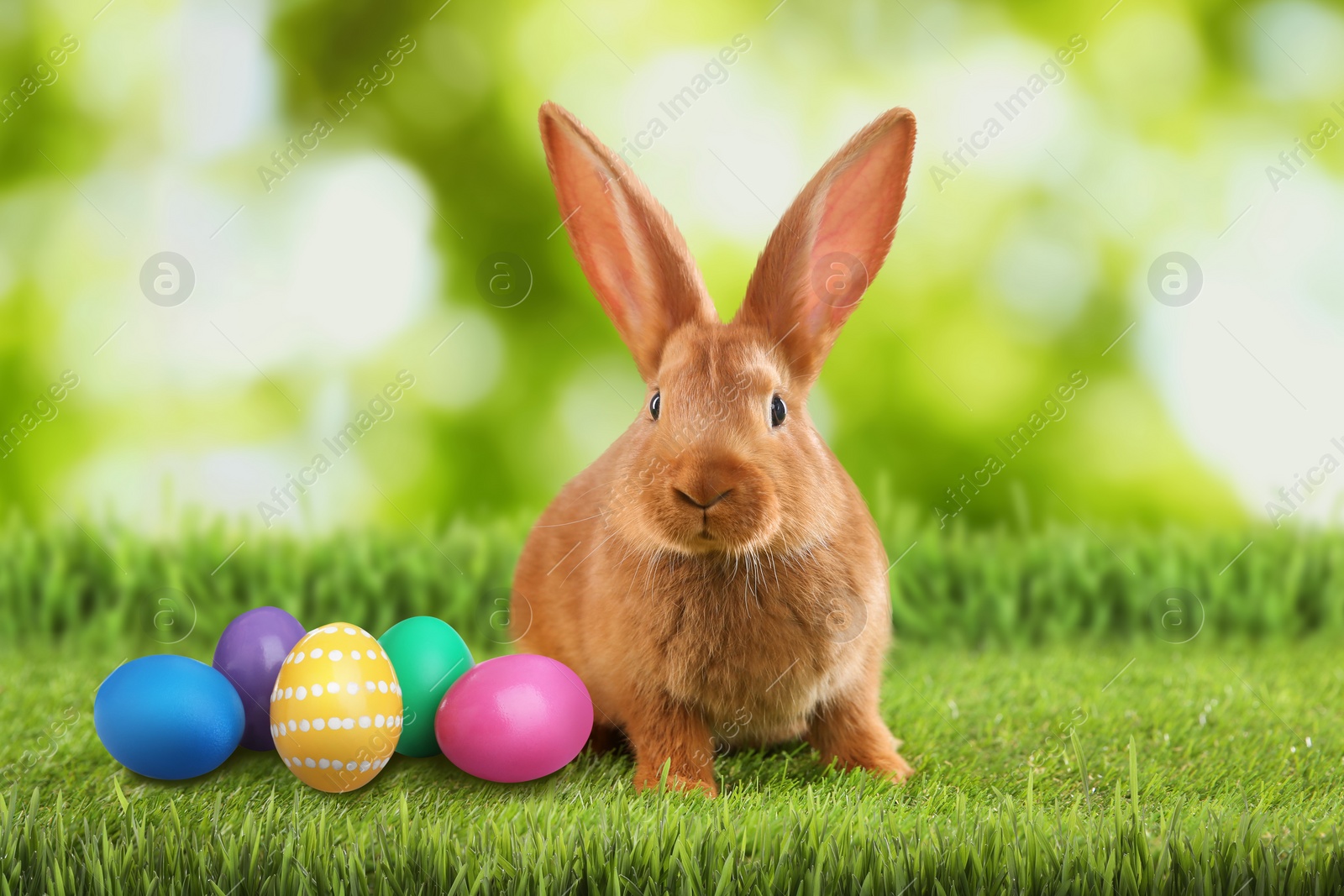 Image of Cute bunny and colorful Easter eggs on green grass outdoors