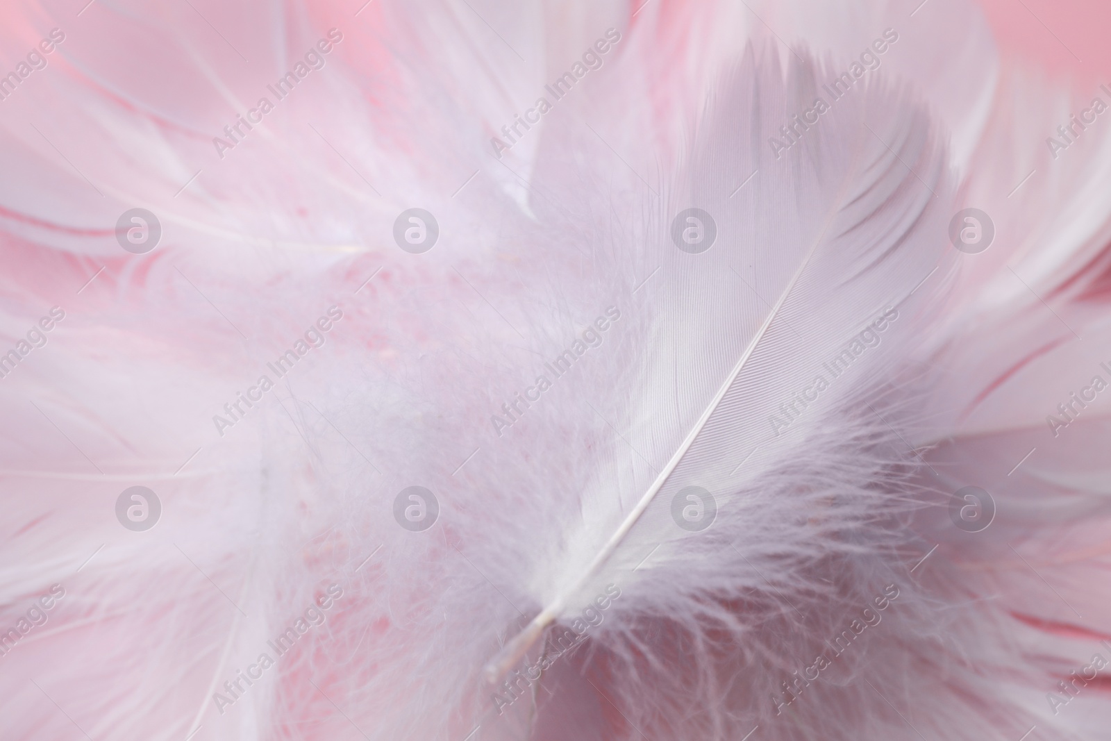 Photo of Fluffy bird feathers on pink background, closeup