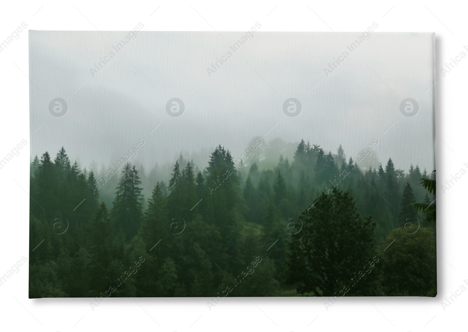 Image of Photo printed on canvas, white background. Picturesque view of mountain forest in foggy morning