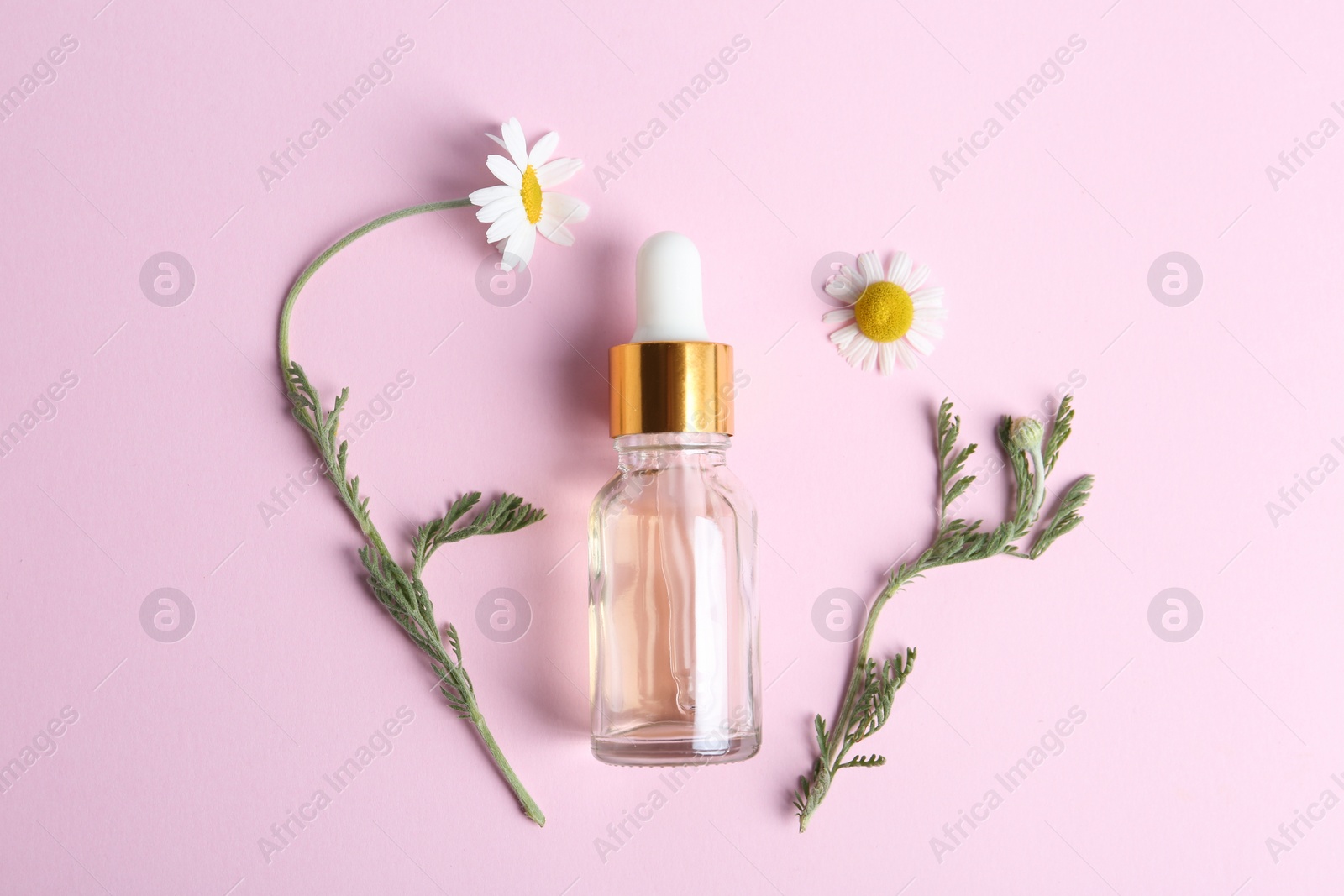 Photo of Bottle of essential oil and fresh chamomiles on pink background, flat lay