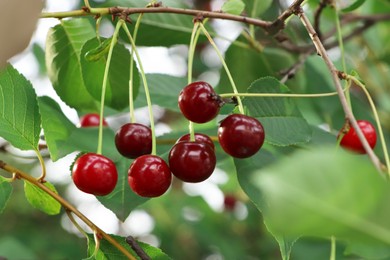 Photo of Closeup view of cherry tree with ripe red berries outdoors