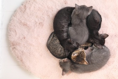 Photo of Cute fluffy kittens on white wooden floor, top view. Baby animals