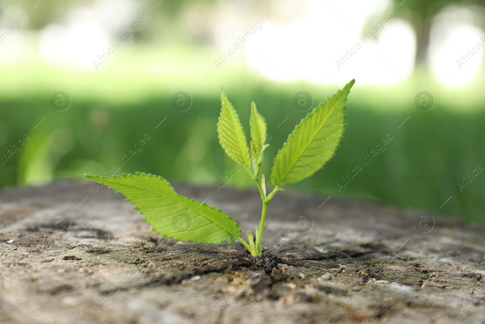 Photo of Young green seedling growing out of tree stump outdoors, closeup. New life concept