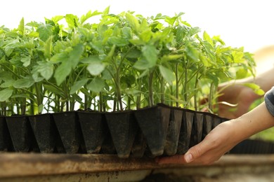 Photo of Woman taking seedling tray with young tomato plants from table, closeup