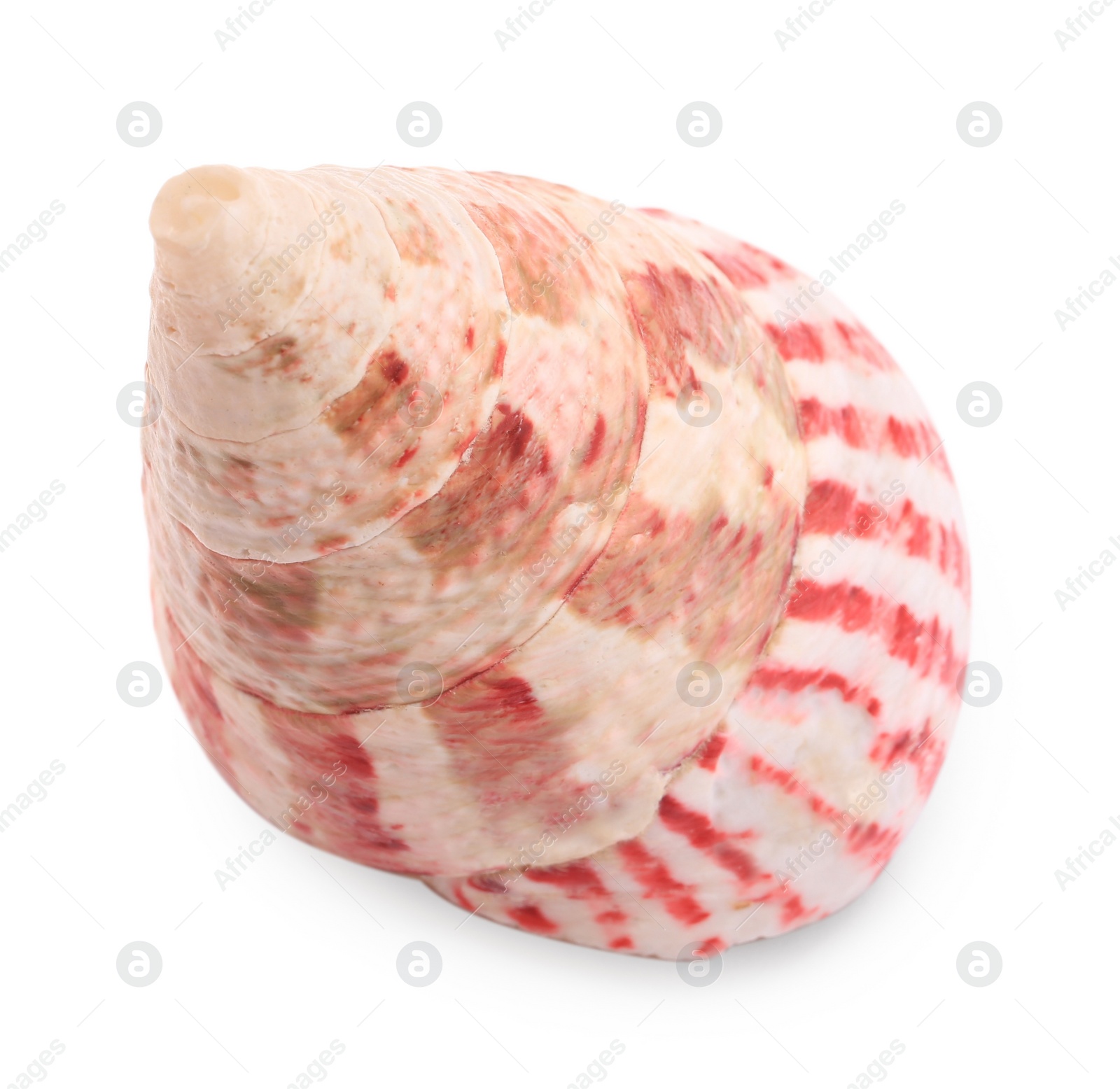 Photo of Beautiful seashell isolated on white. Beach object