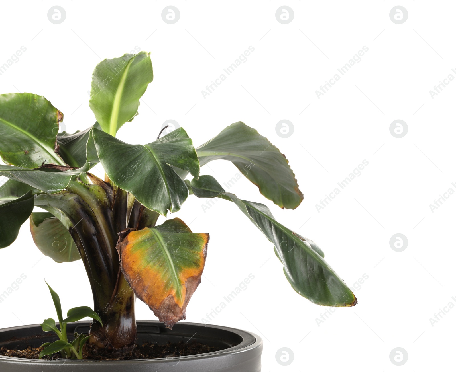 Photo of Houseplant with damaged leaves on white background, closeup