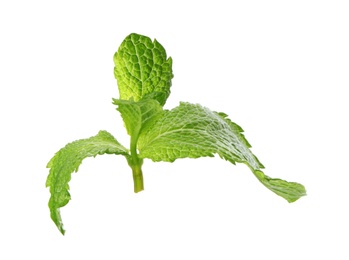 Fresh green mint leaves on white background