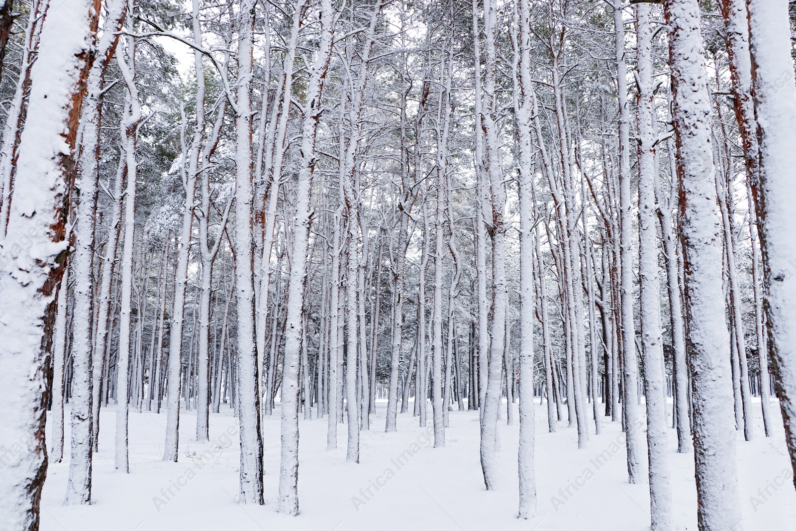 Photo of Picturesque view of beautiful forest covered with snow