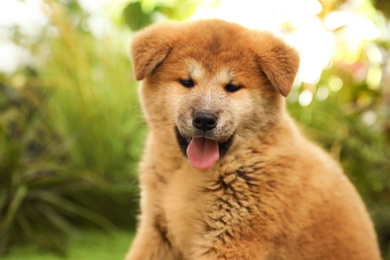 Cute Akita Inu puppy outdoors. Baby animal