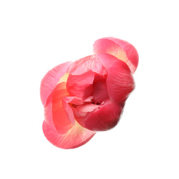 Photo of Beautiful pink peony bud isolated on white