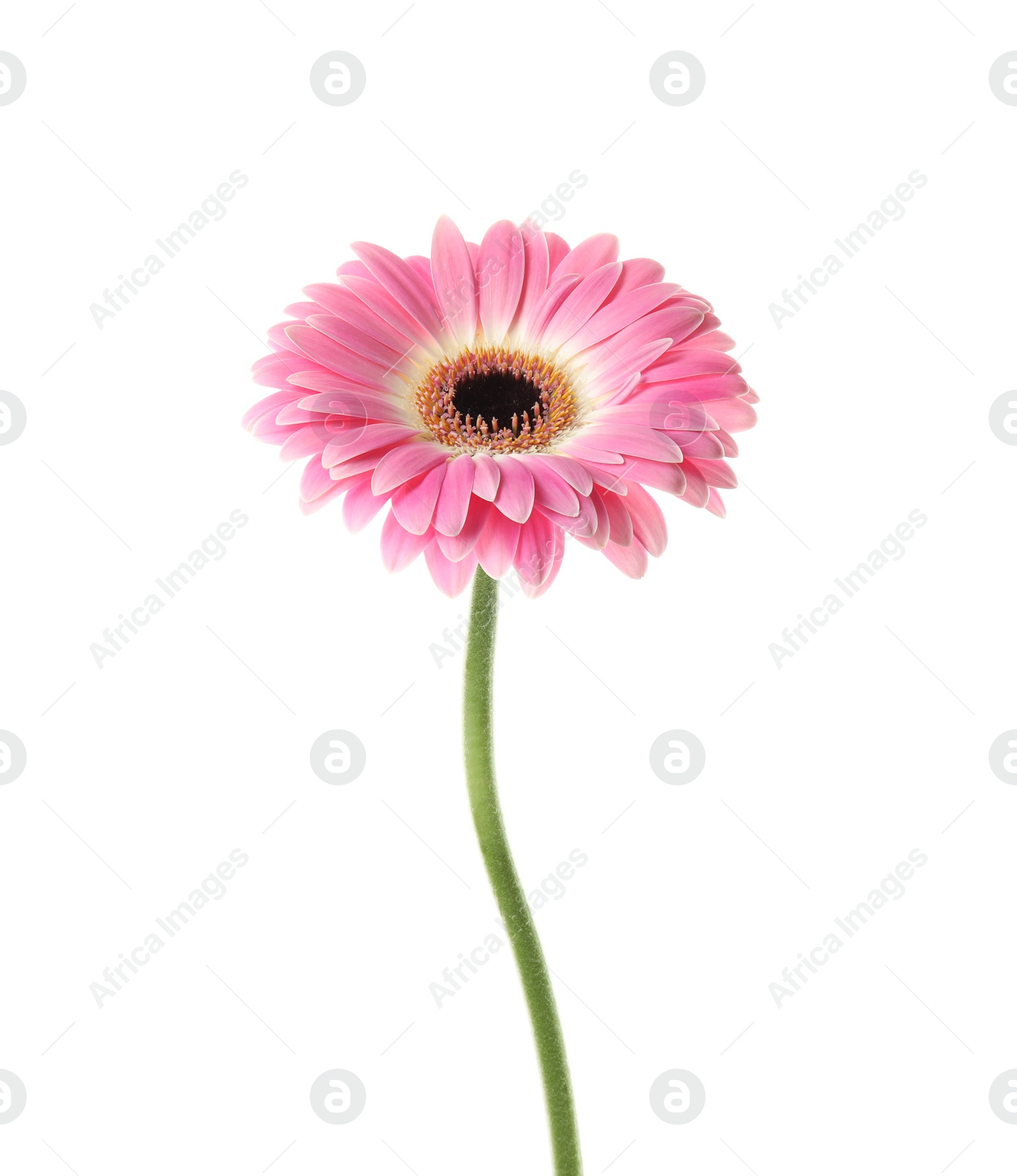 Photo of Beautiful bright gerbera flower on white background