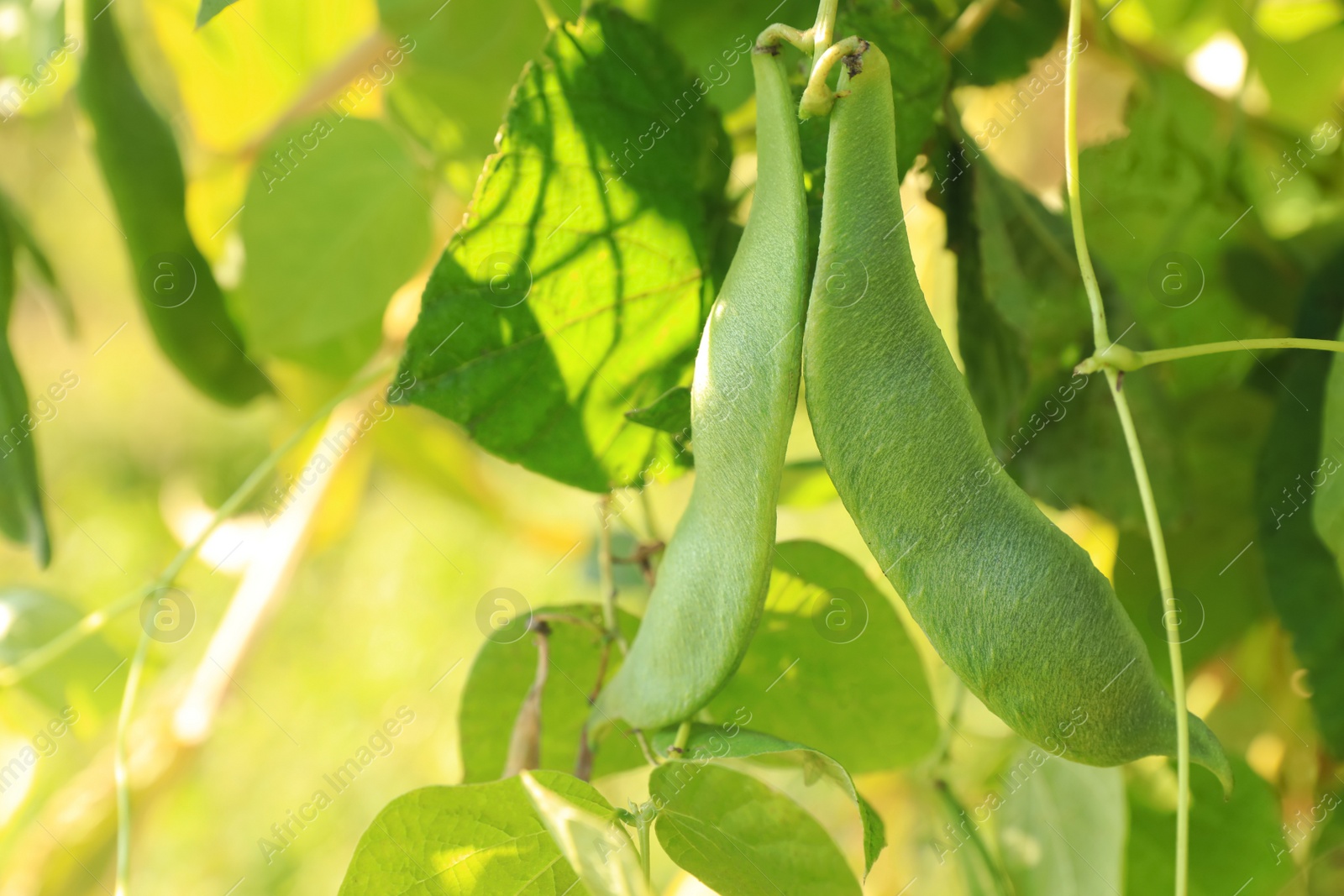 Photo of Fresh green beans growing outdoors on sunny day, closeup