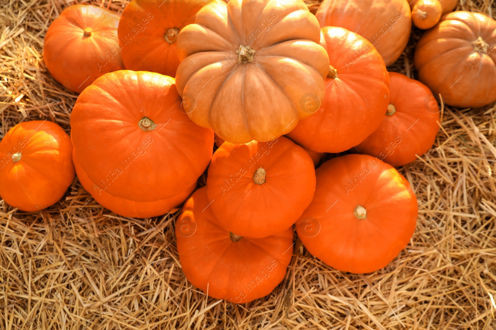 Photo of Ripe orange pumpkins among straw in field, flat lay