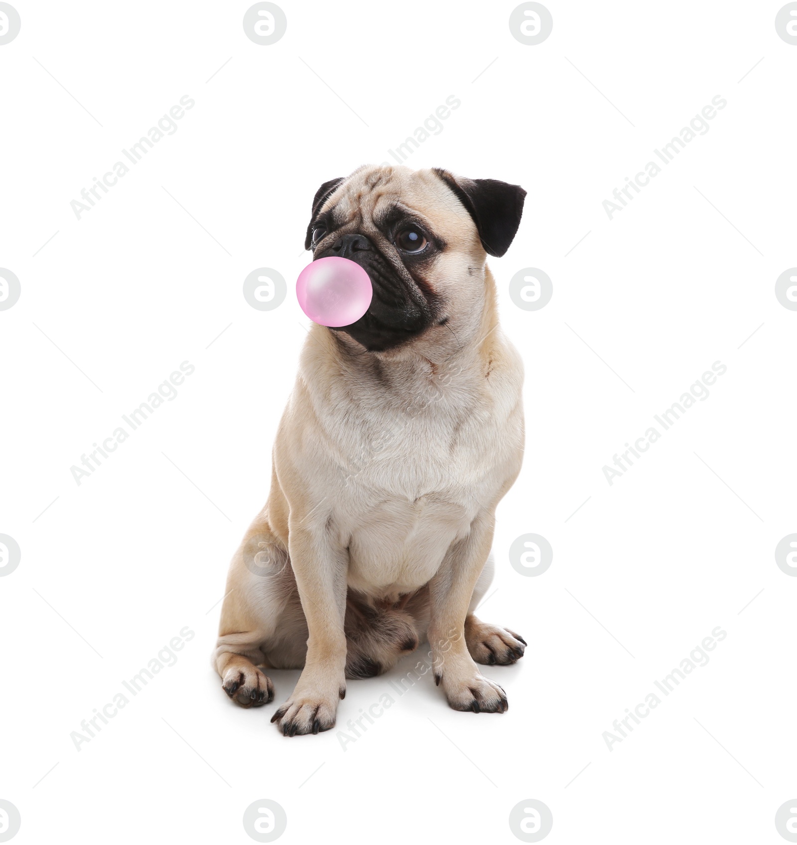 Image of Cute pug dog with bubble of chewing gum on white background