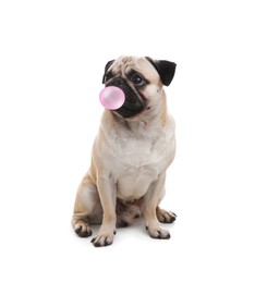 Image of Cute pug dog with bubble of chewing gum on white background