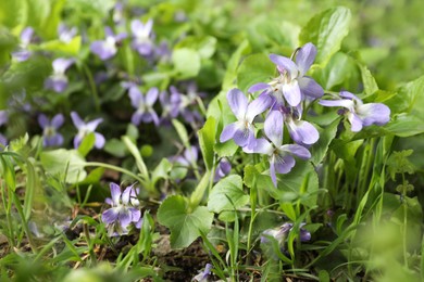 Photo of Beautiful wild violet flowers blooming in soil. Spring wood