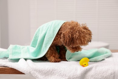 Photo of Cute Maltipoo dog wrapped in towel and rubber duck indoors. Lovely pet