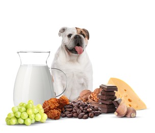 Image of Cute English bulldog and group of different products toxic for dog on white background