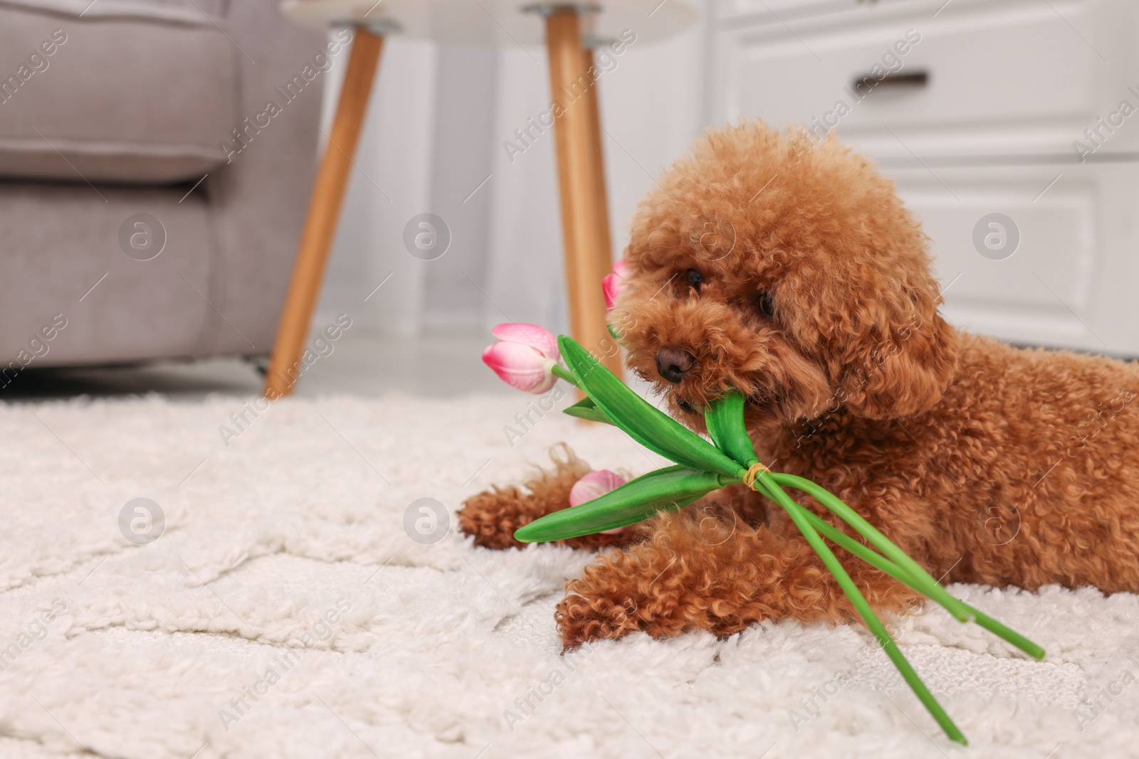 Photo of Cute Maltipoo dog with bouquet of beautiful tulips at home, space for text. Lovely pet